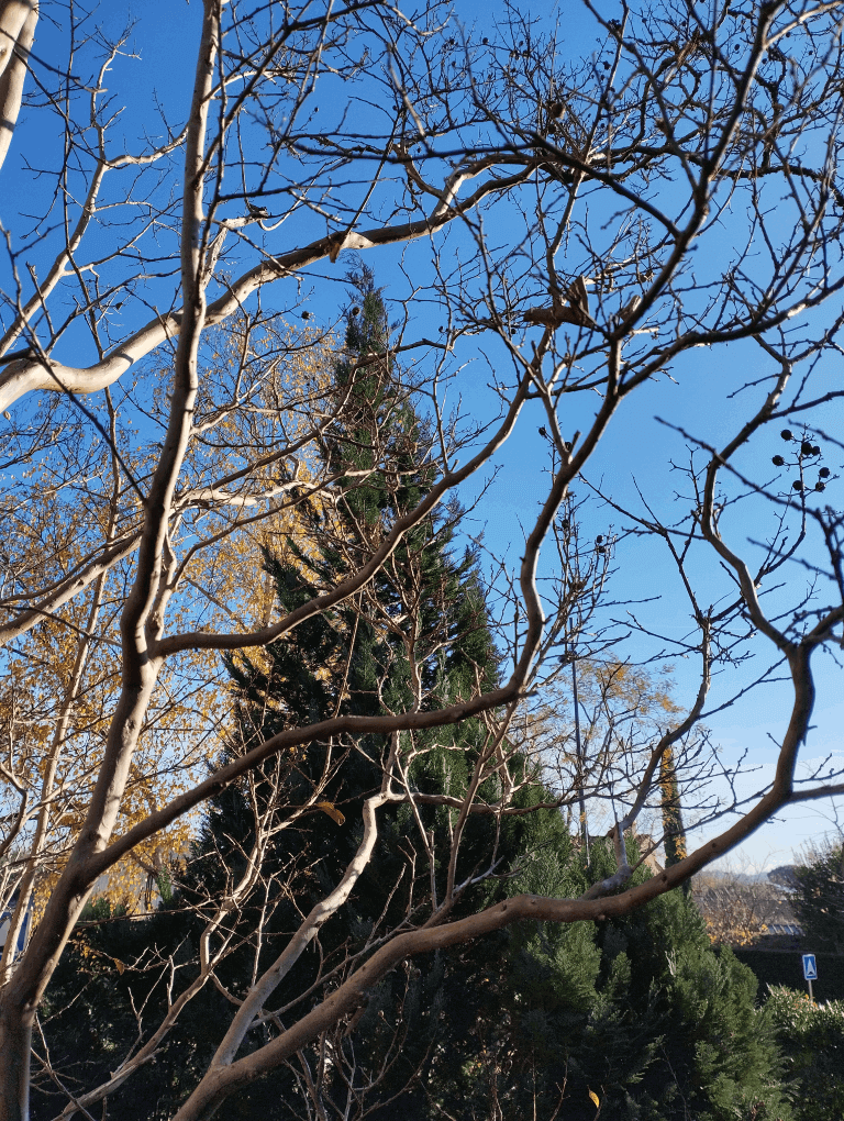 Photo de ciel bleu prise a travers les branches du Lilas des Indes