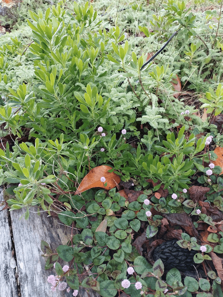 Par terre de fleurs de mon jardin